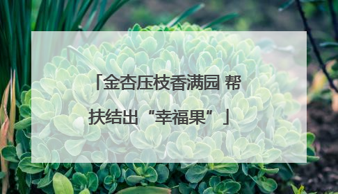 金杏压枝香满园 帮扶结出“幸福果”
